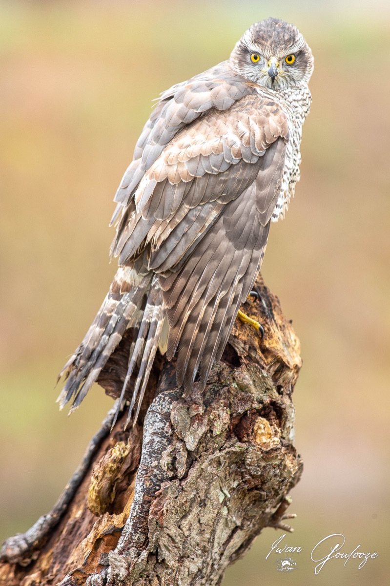 1DX44446 28 november 2021 1137 13